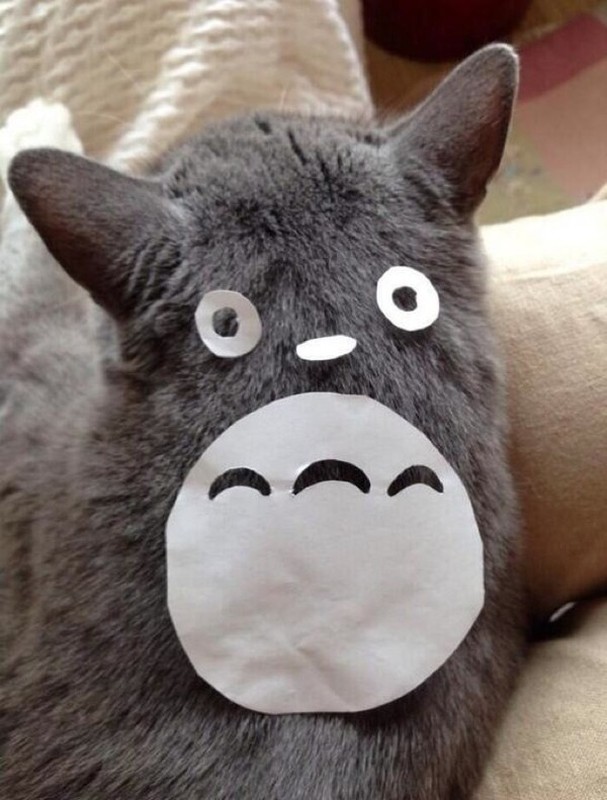 Chet cuoi xem lung meo hoa trang Totoro-Hinh-3